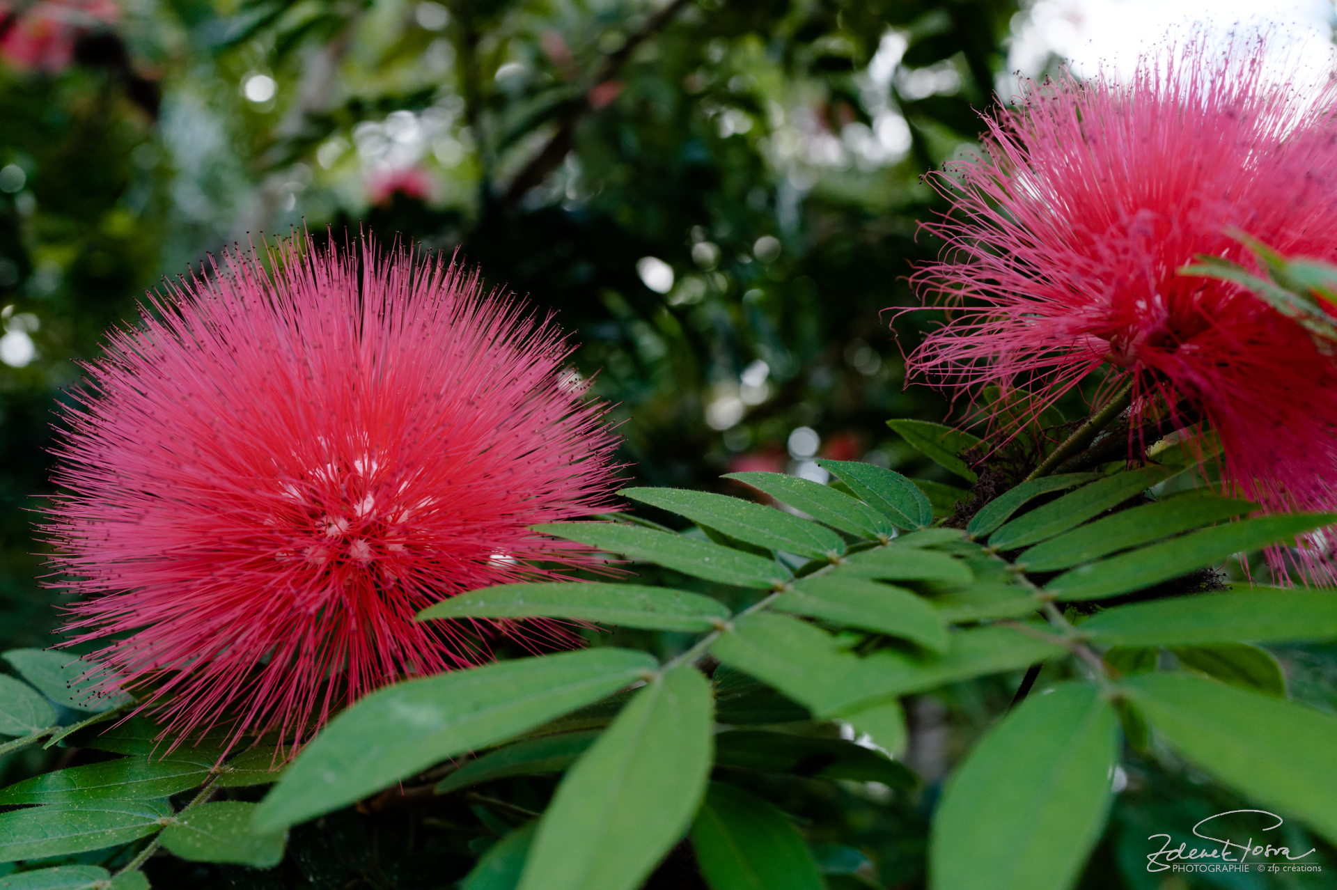 Les beautés de la nature, Café arabica, Parc El Nicho